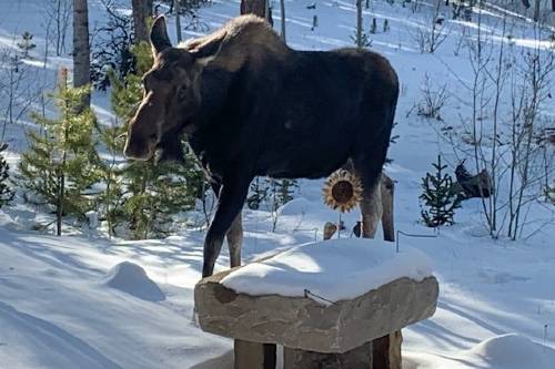 Female moose walking in snow near bench