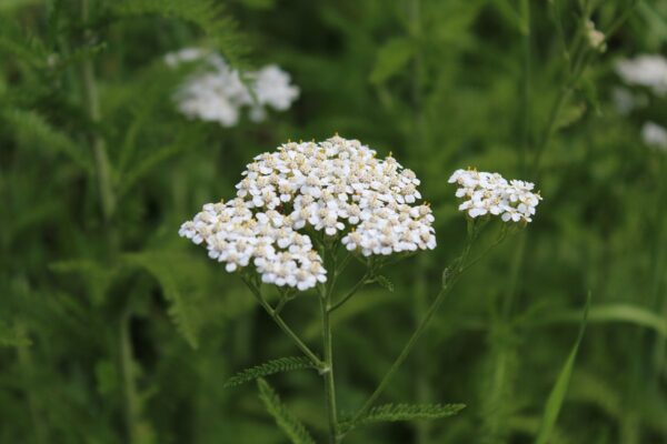 Common Yarrow