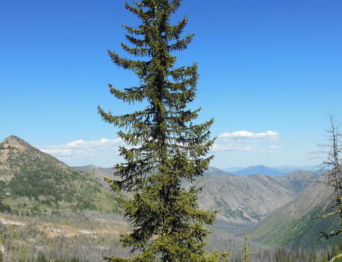 Engelmann Spruce
