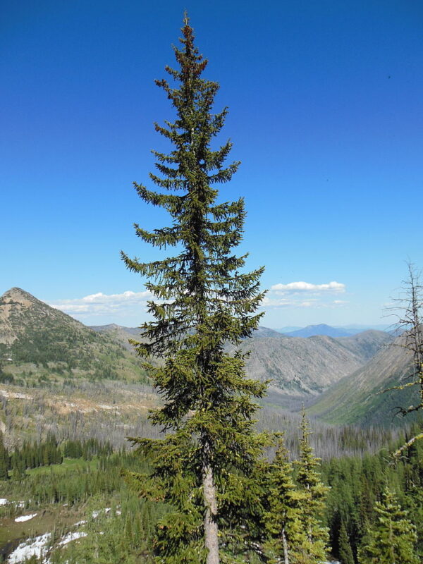 Engelmann Spruce is great for Conifer, CO landscapes