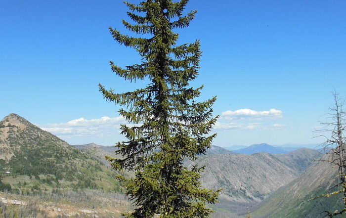 Engelmann Spruce is great for Conifer, CO landscapes