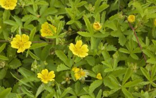 Potentilla are great for landscaping in Conifer, CO