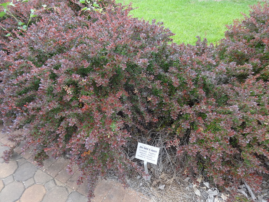 Pygmy Barberry in Conifer, CO Landscaping