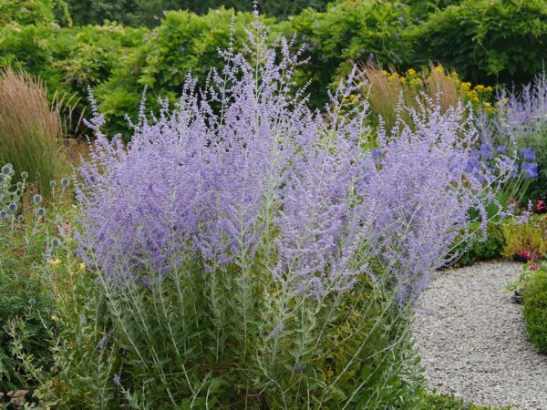 Colorado Landscape Plant - Russian Sage