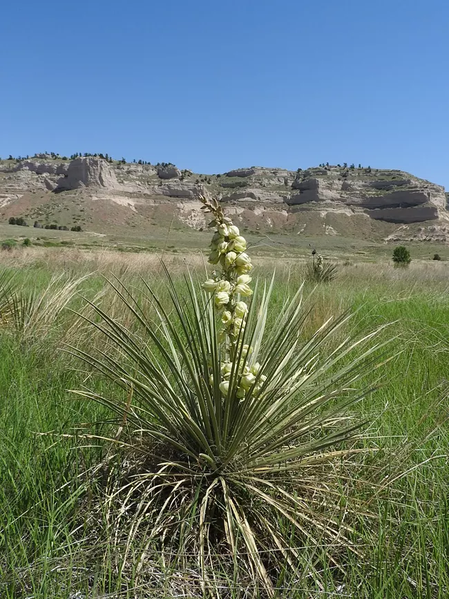 Colorado Landscaping Plant Type - Yucca