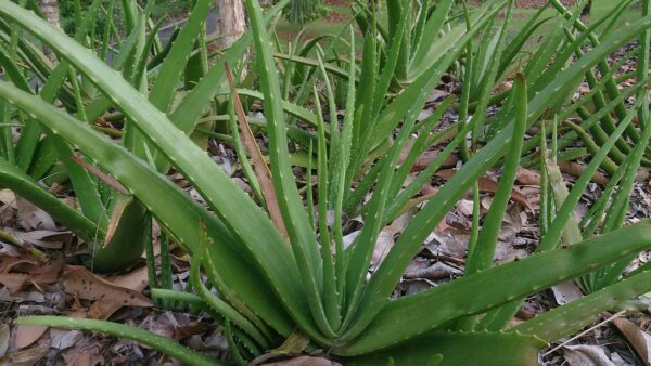 Aloe plant in Conifer, CO Landscaping