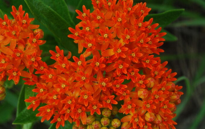 Use the Butterfly Milkweed plant to attract butterflies to your Evergreen, CO landscape