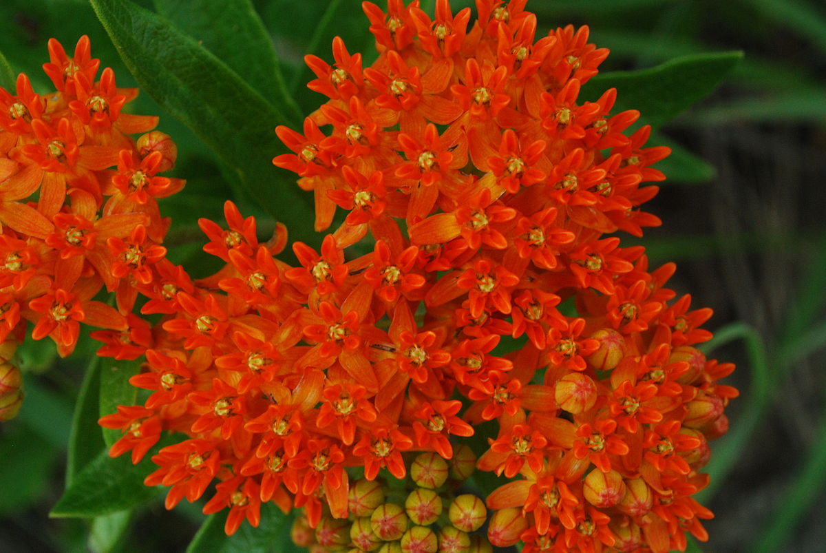 Use the Butterfly Milkweed plant to attract butterflies to your Evergreen, CO landscape