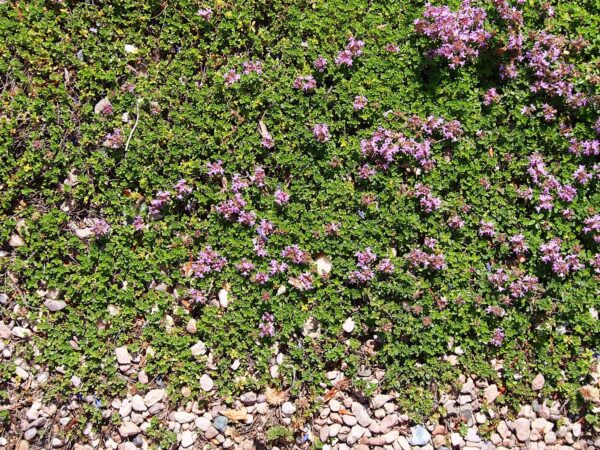 Drought resistant Creeping Thyme is great for your Conifer, CO landscape.