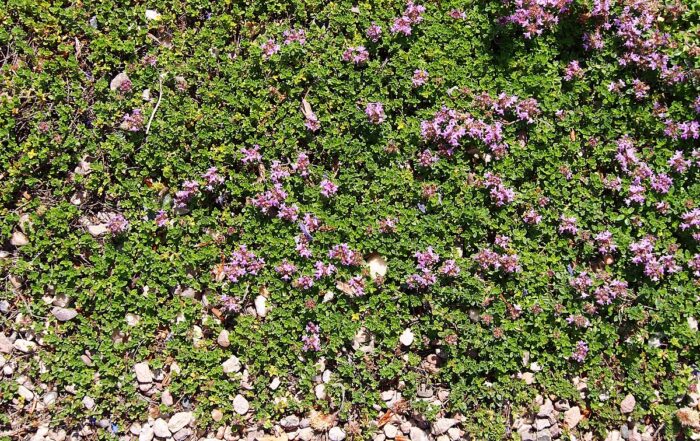 Drought resistant Creeping Thyme is great for your Conifer, CO landscape.