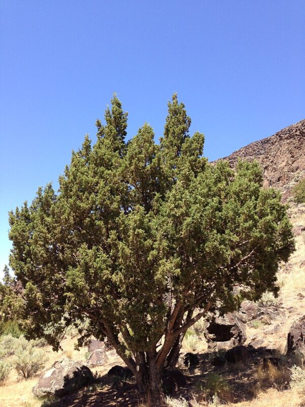 Rocky Mountain Juniper