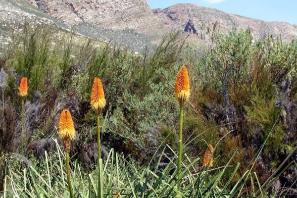 Red Hot Poker Plant