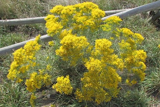 Yellow Rabbitbrush Shrub