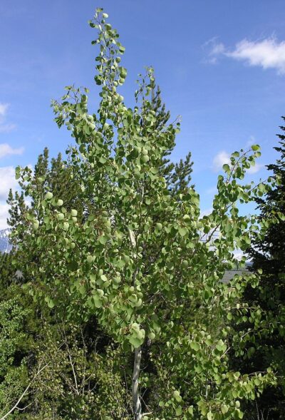 Aspen Tree