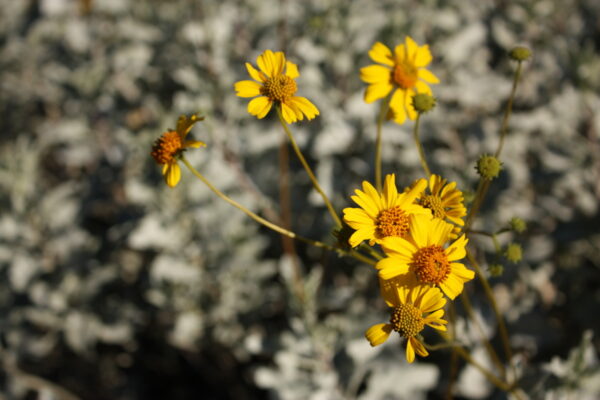 Desert Marigold