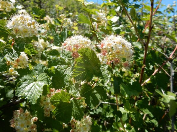 Ninebark Shrub