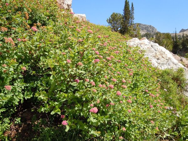 Spirea Shrub