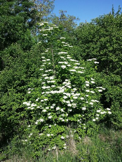 Viburnum Shrub