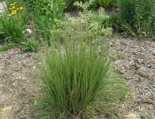 Bluestem Grasses