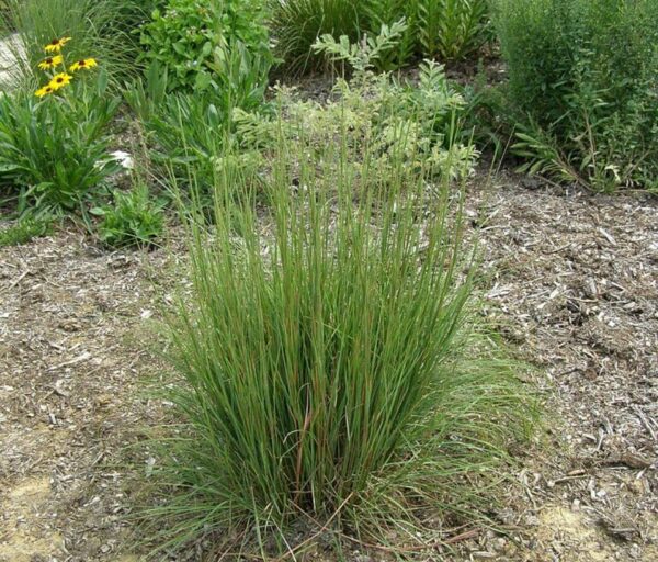 Little Bluestem Grass