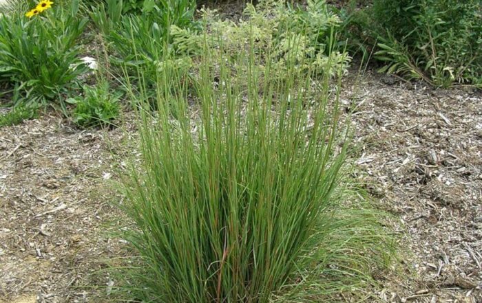 Little Bluestem Grass