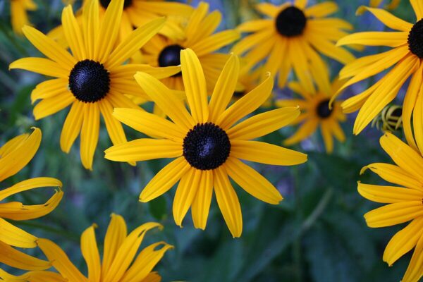 Black-eyed Susan